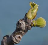 Ficus carica