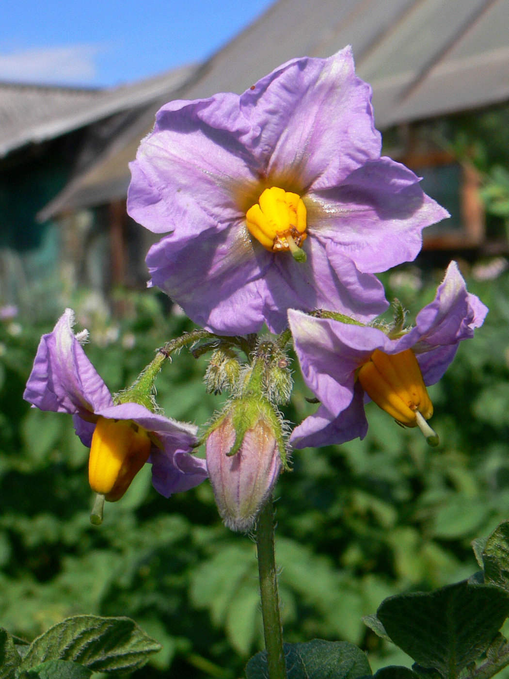 Image of Solanum tuberosum specimen.