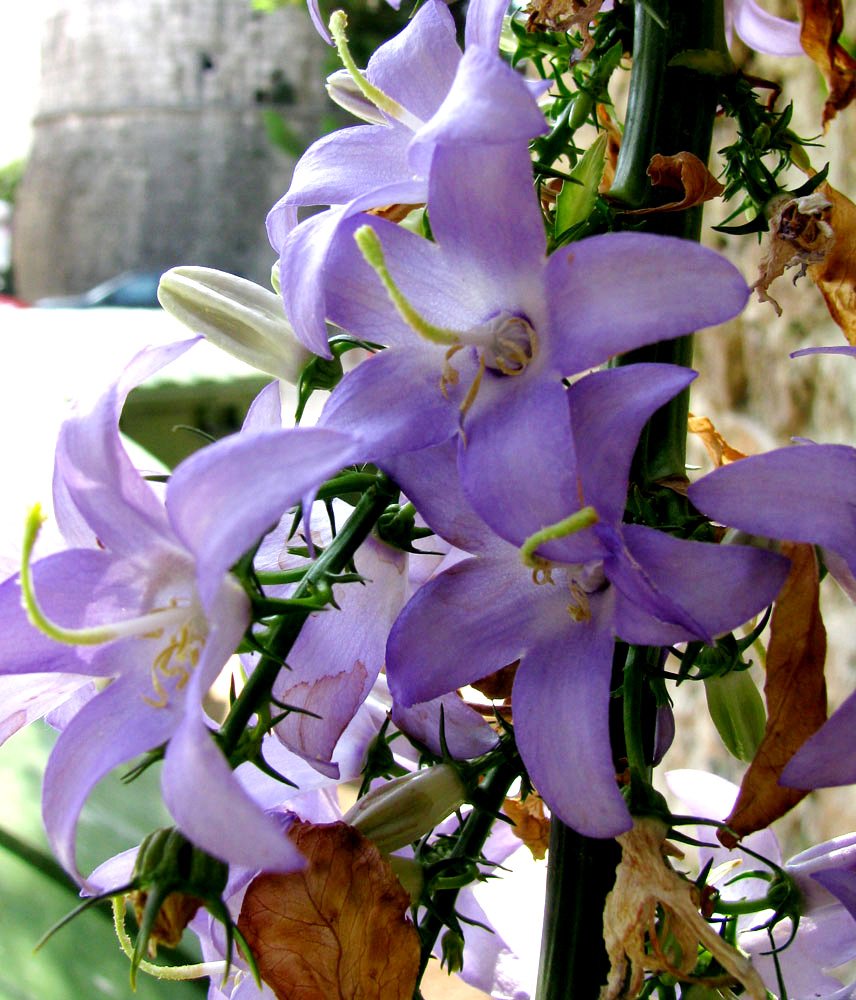 Image of Campanula pyramidalis specimen.