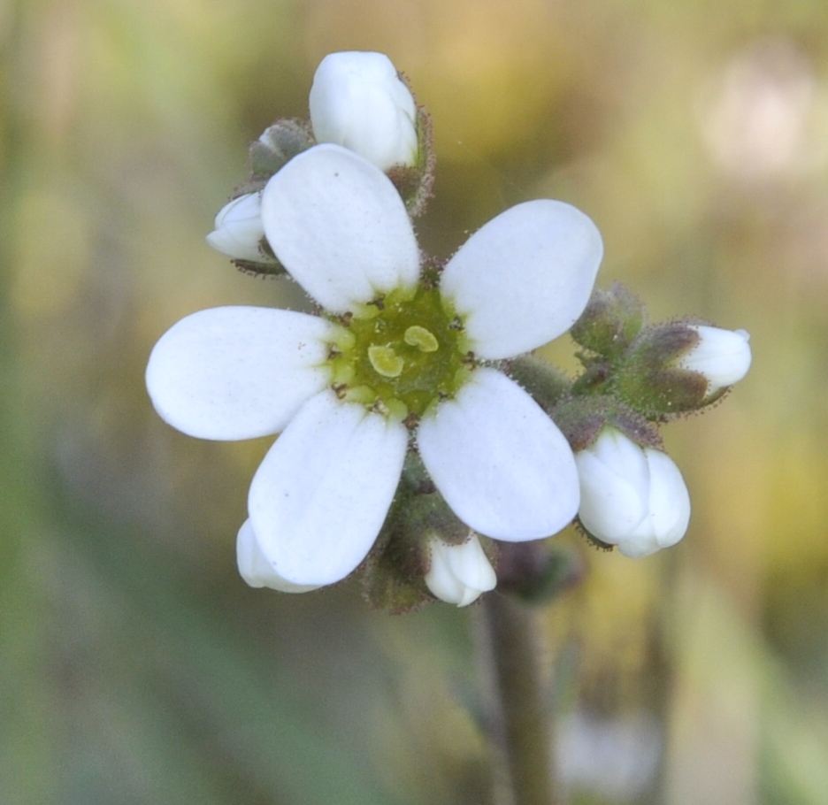 Изображение особи Saxifraga carpetana ssp. graeca.