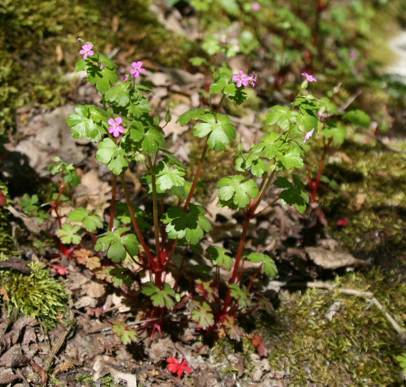 Image of Geranium lucidum specimen.