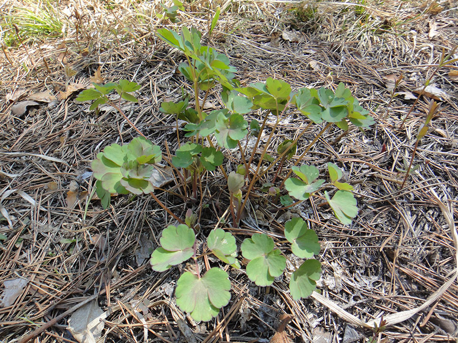 Изображение особи Aquilegia sibirica.