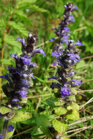 Image of Ajuga reptans specimen.