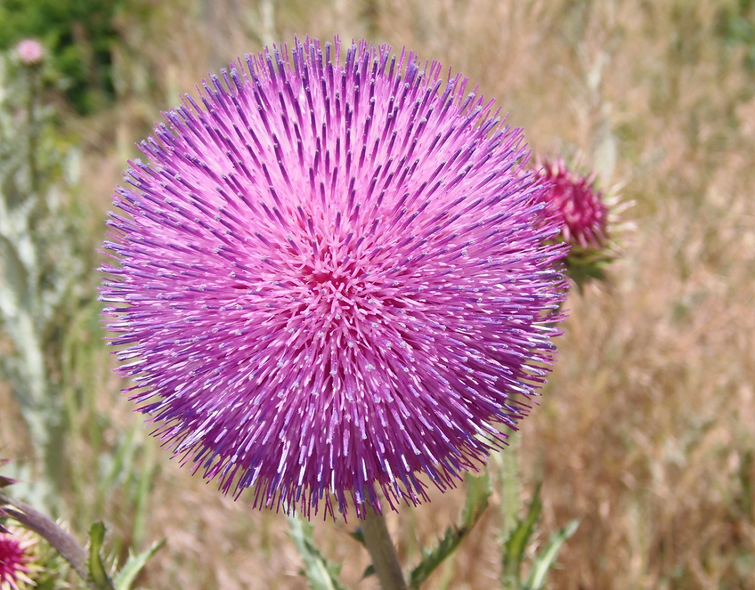 Image of Carduus thoermeri specimen.