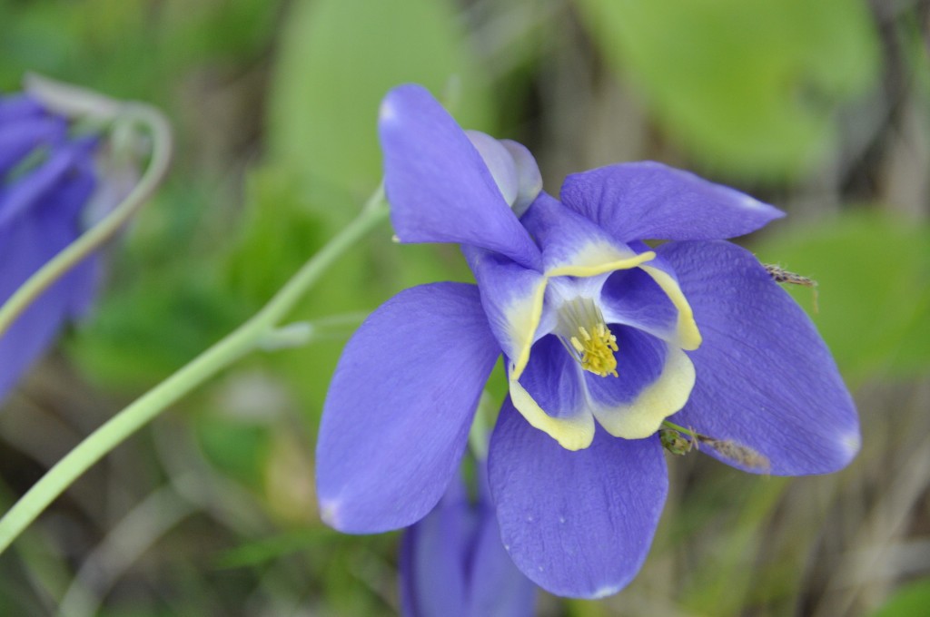 Image of Aquilegia sibirica specimen.