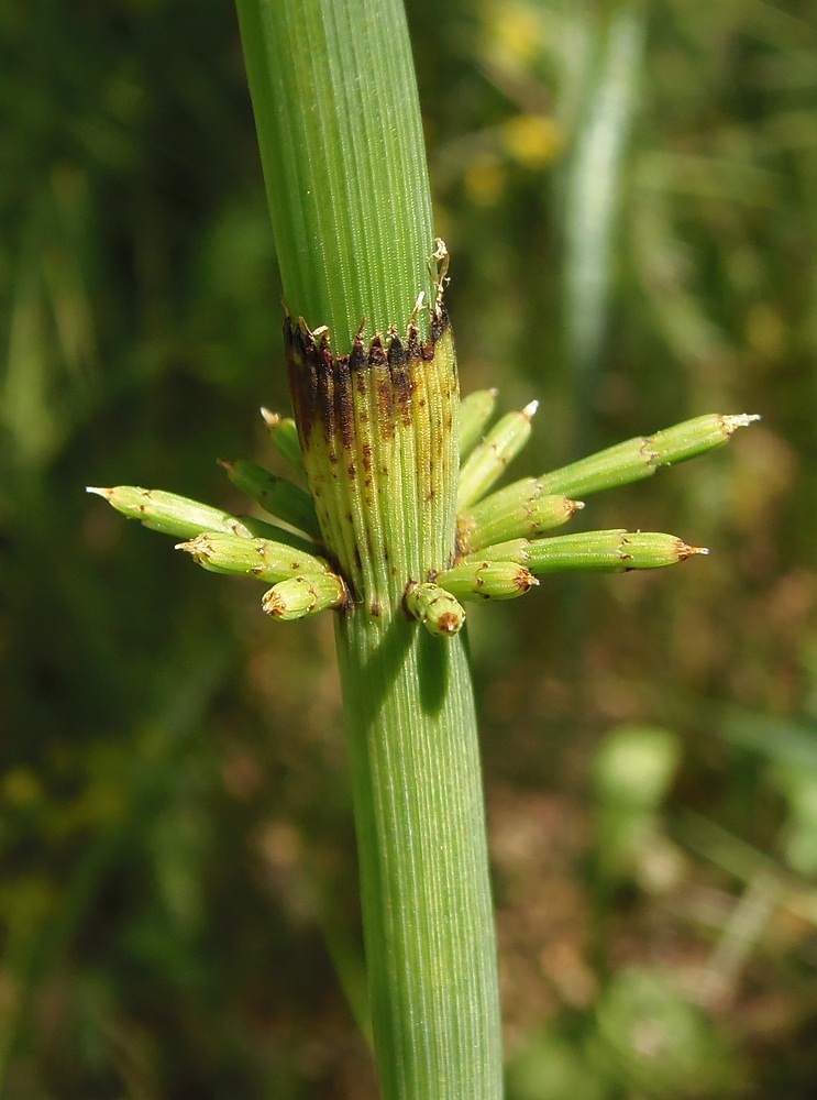 Изображение особи Equisetum fluviatile.