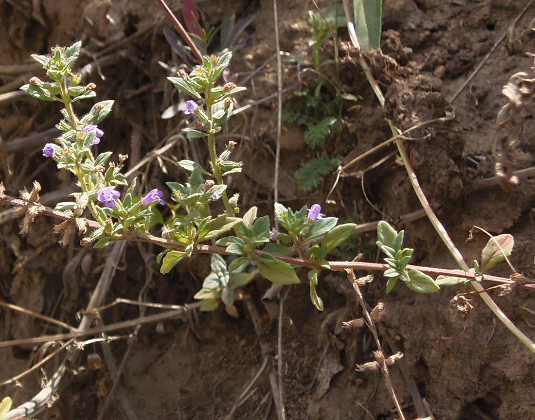 Изображение особи Ziziphora acinos.