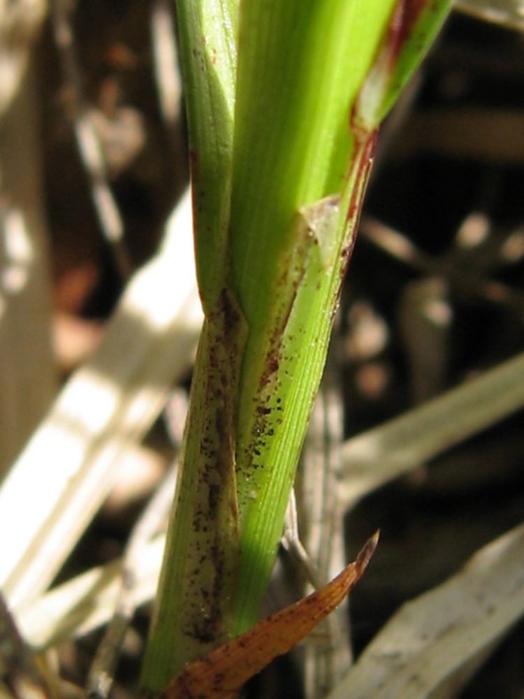 Image of Carex spicata specimen.