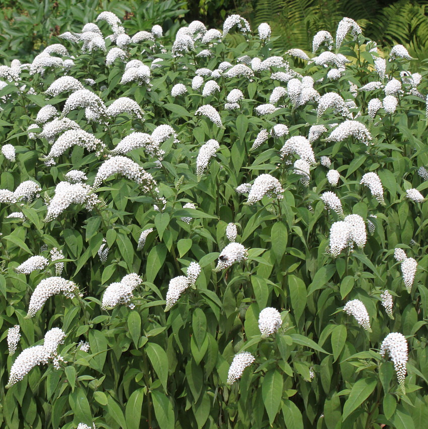 Image of Lysimachia clethroides specimen.