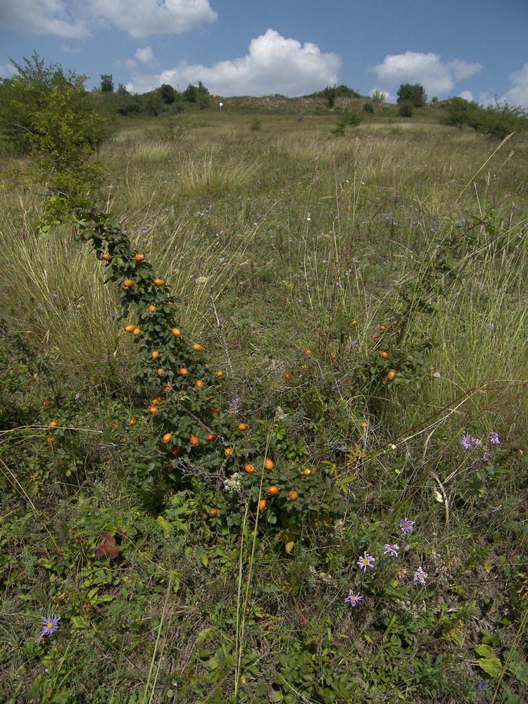 Image of Rosa gallica specimen.