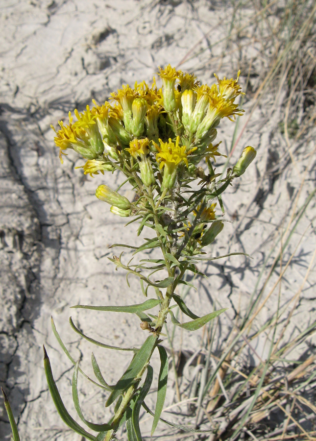 Image of Galatella biflora specimen.