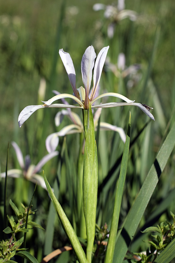 Изображение особи Iris sogdiana.