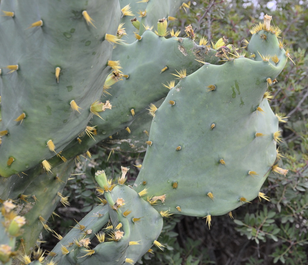 Image of genus Opuntia specimen.