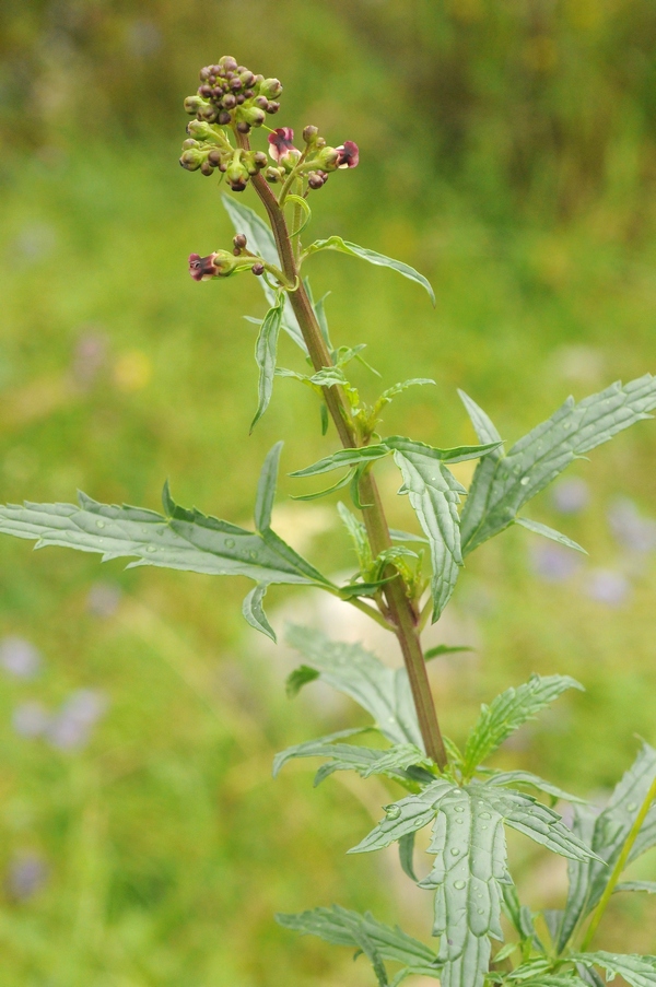 Image of Scrophularia kiriloviana specimen.