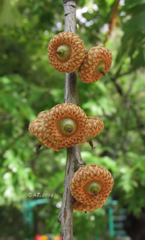 Image of Quercus rubra specimen.