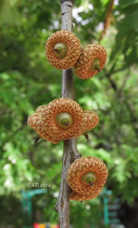 Image of Quercus rubra specimen.