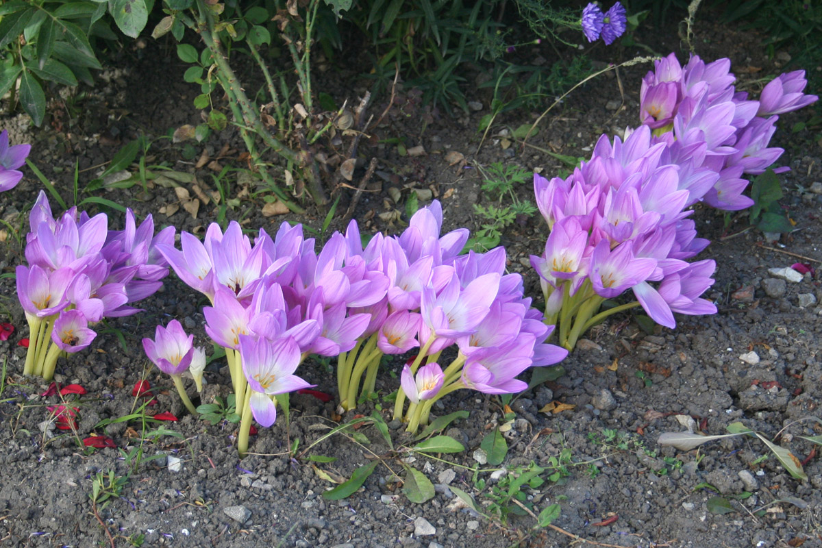 Image of Colchicum speciosum specimen.