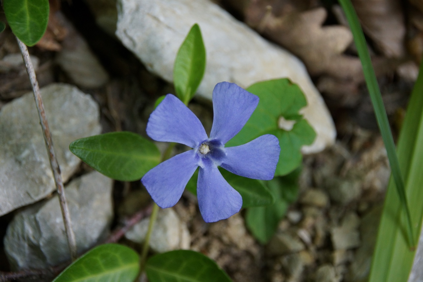 Image of Vinca minor specimen.