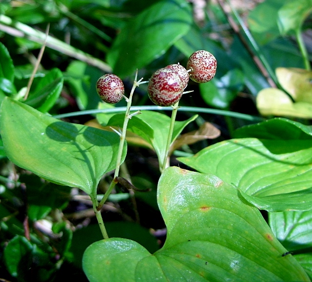 Image of Maianthemum dilatatum specimen.