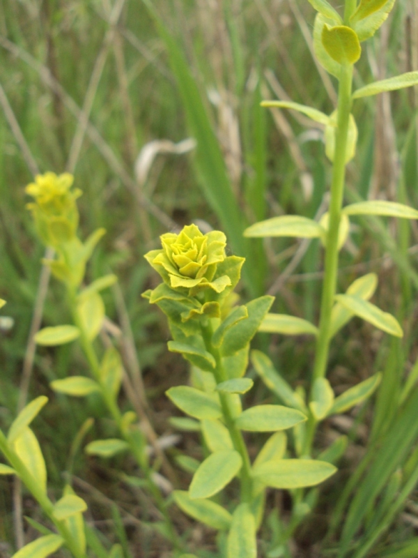 Изображение особи Euphorbia virgata.