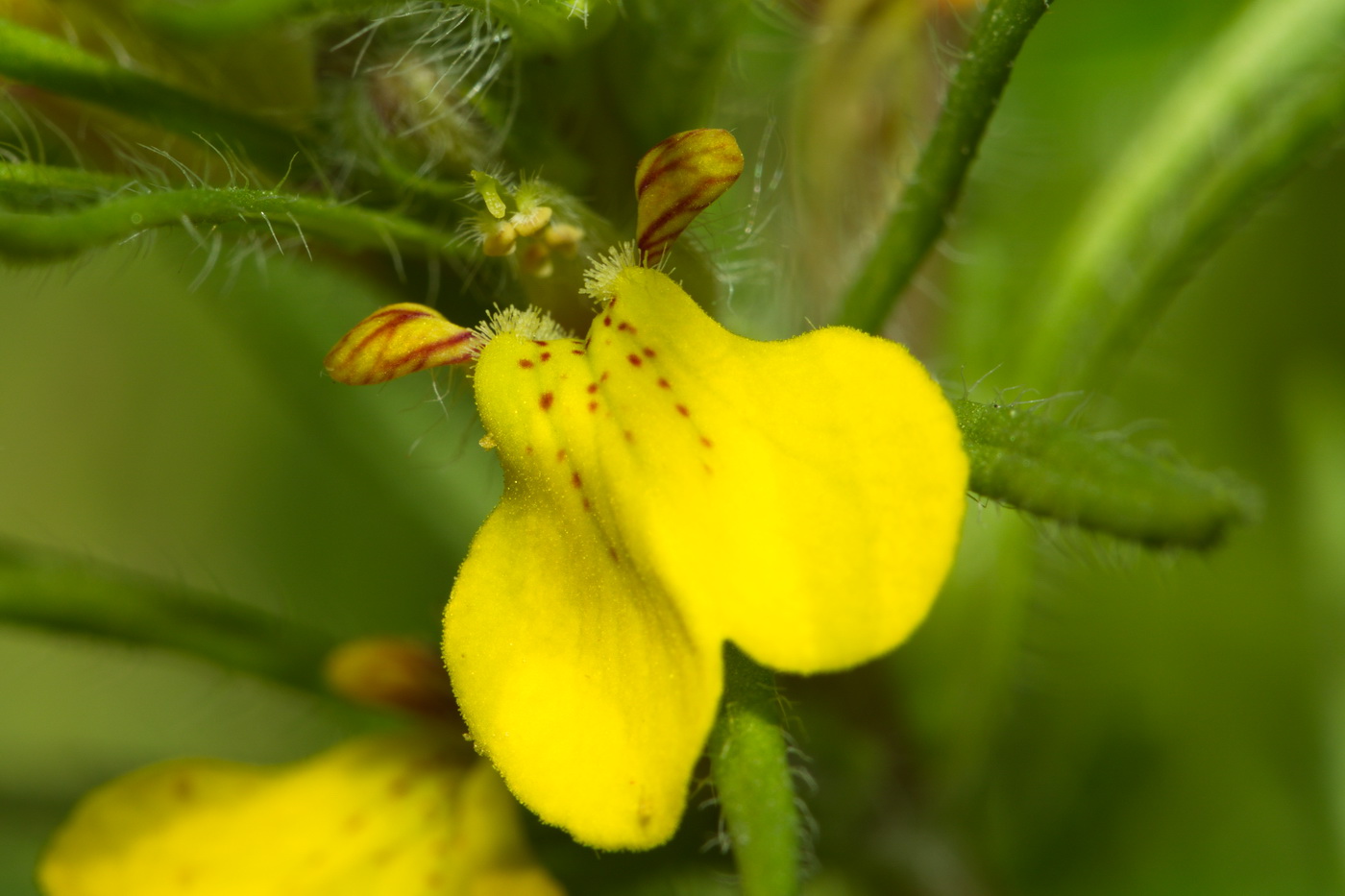 Image of Ajuga glabra specimen.