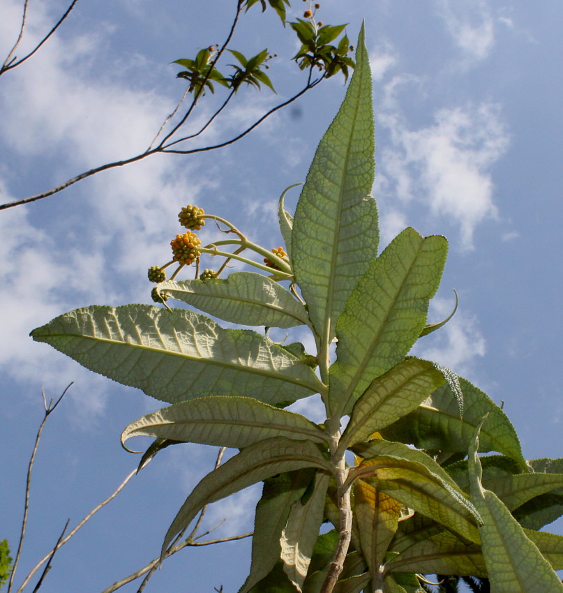 Изображение особи Buddleja globosa.