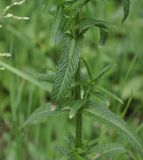 Rhinanthus pindicus