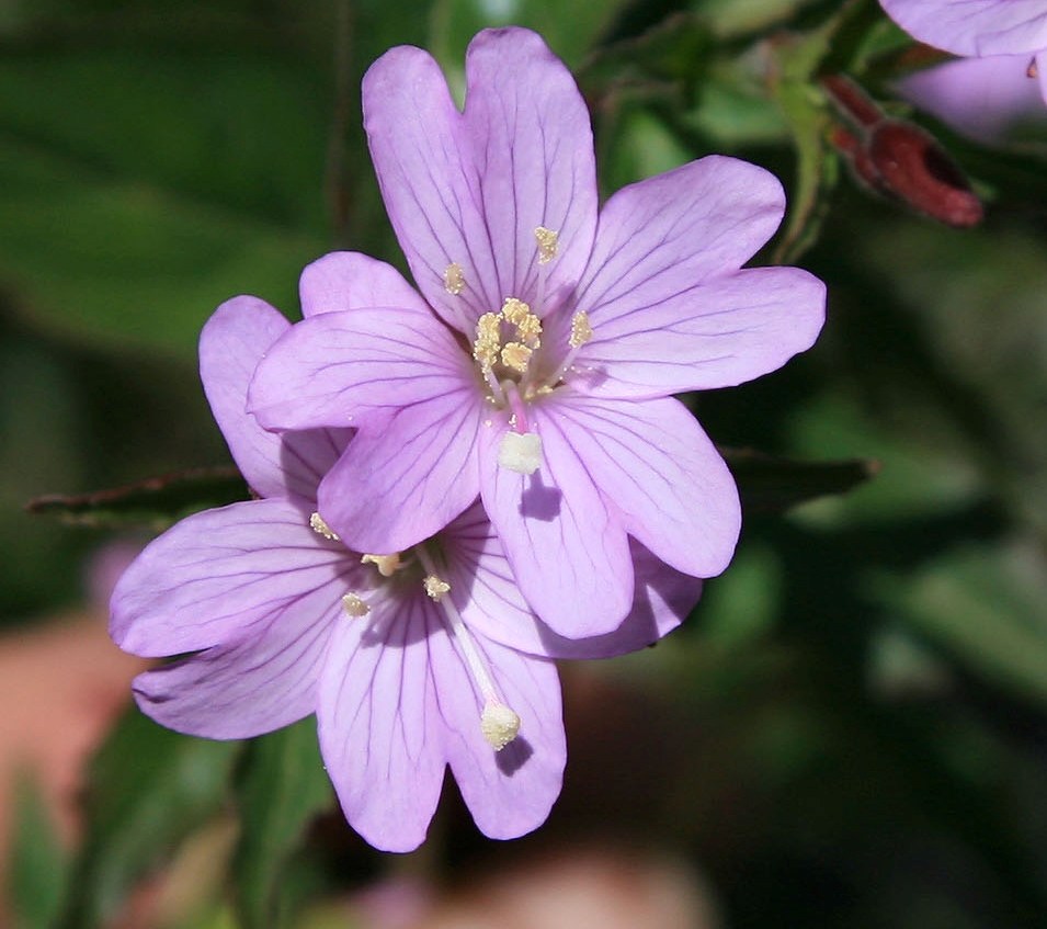 Image of genus Epilobium specimen.