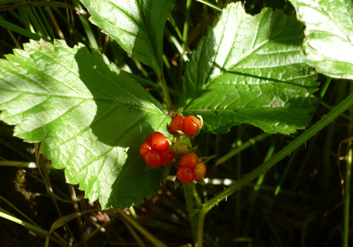 Image of Rubus saxatilis specimen.