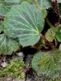 Saxifraga stolonifera. Листья. Германия, г. Дюссельдорф, Ботанический сад университета. 03.06.2014.