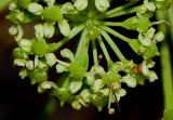 Heteromorpha arborescens