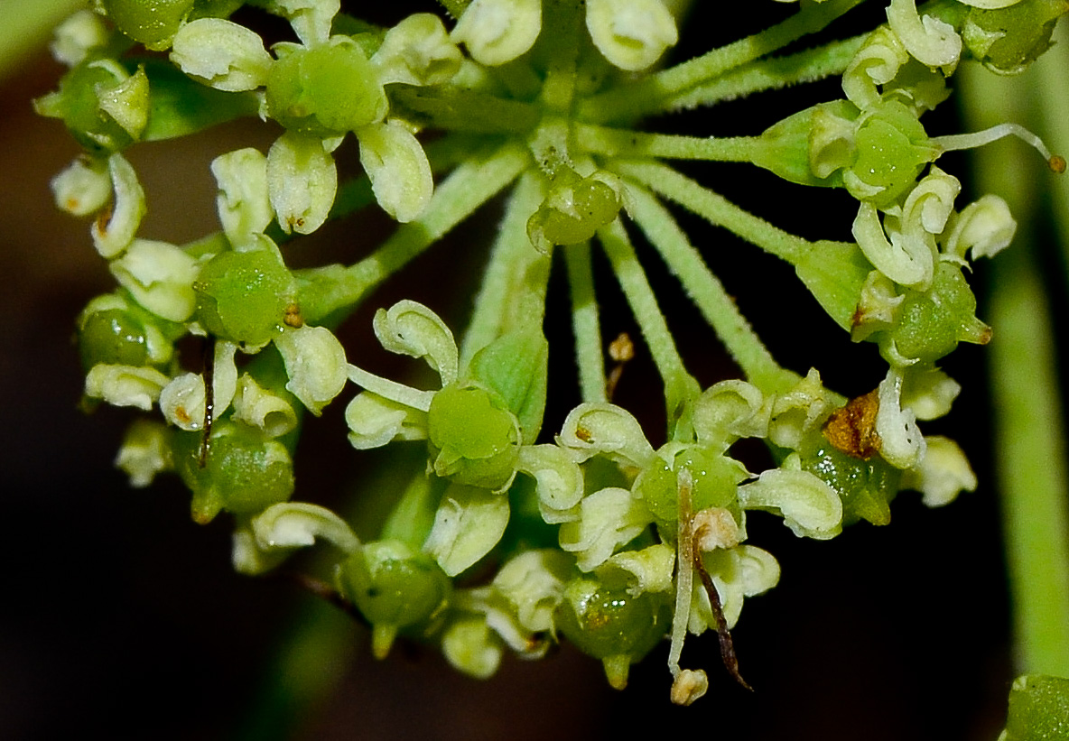 Image of Heteromorpha arborescens specimen.