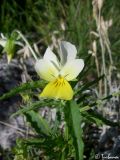 Viola tricolor ssp. alpestris