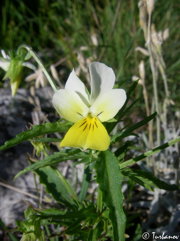 Image of Viola tricolor ssp. alpestris specimen.