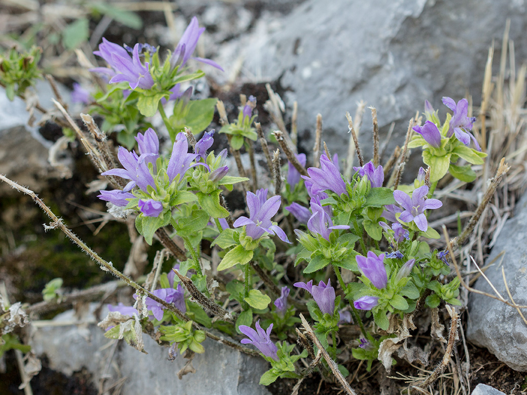 Изображение особи род Campanula.