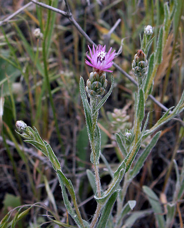 Image of Hyalea pulchella specimen.