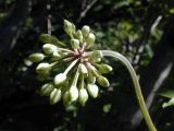 Allium ochotense
