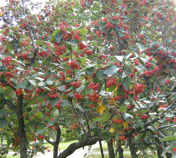 Изображение особи Sorbus intermedia.