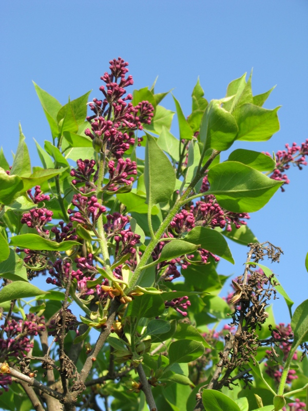 Image of Syringa vulgaris specimen.