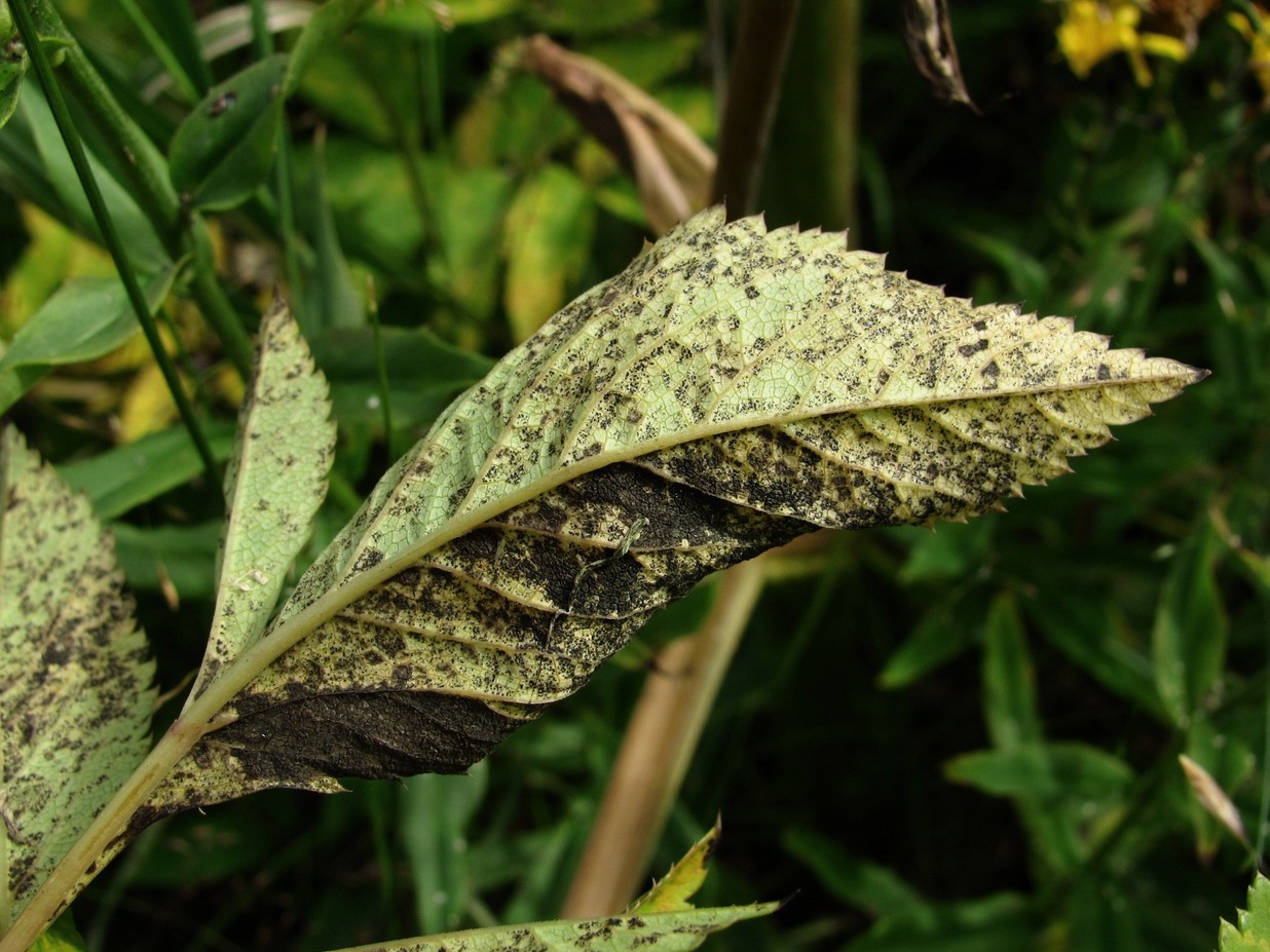 Image of Angelica sylvestris specimen.