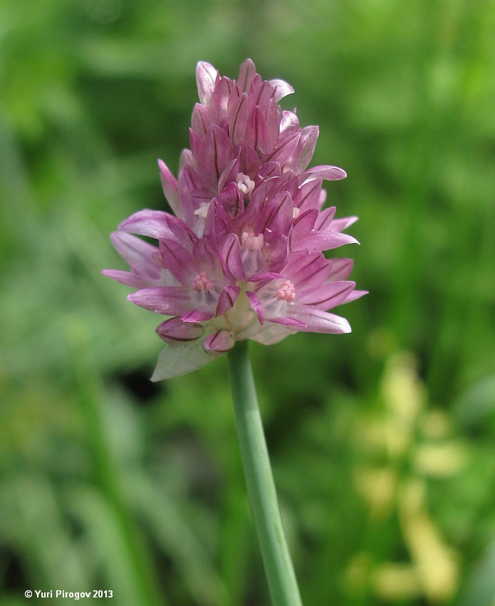 Image of Allium kaufmannii specimen.