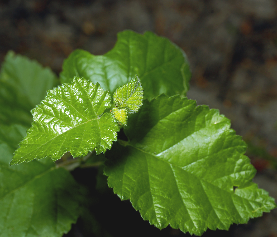 Image of Betula pubescens specimen.