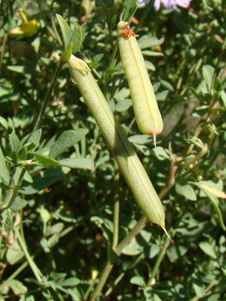 Image of Lotus sergievskiae specimen.