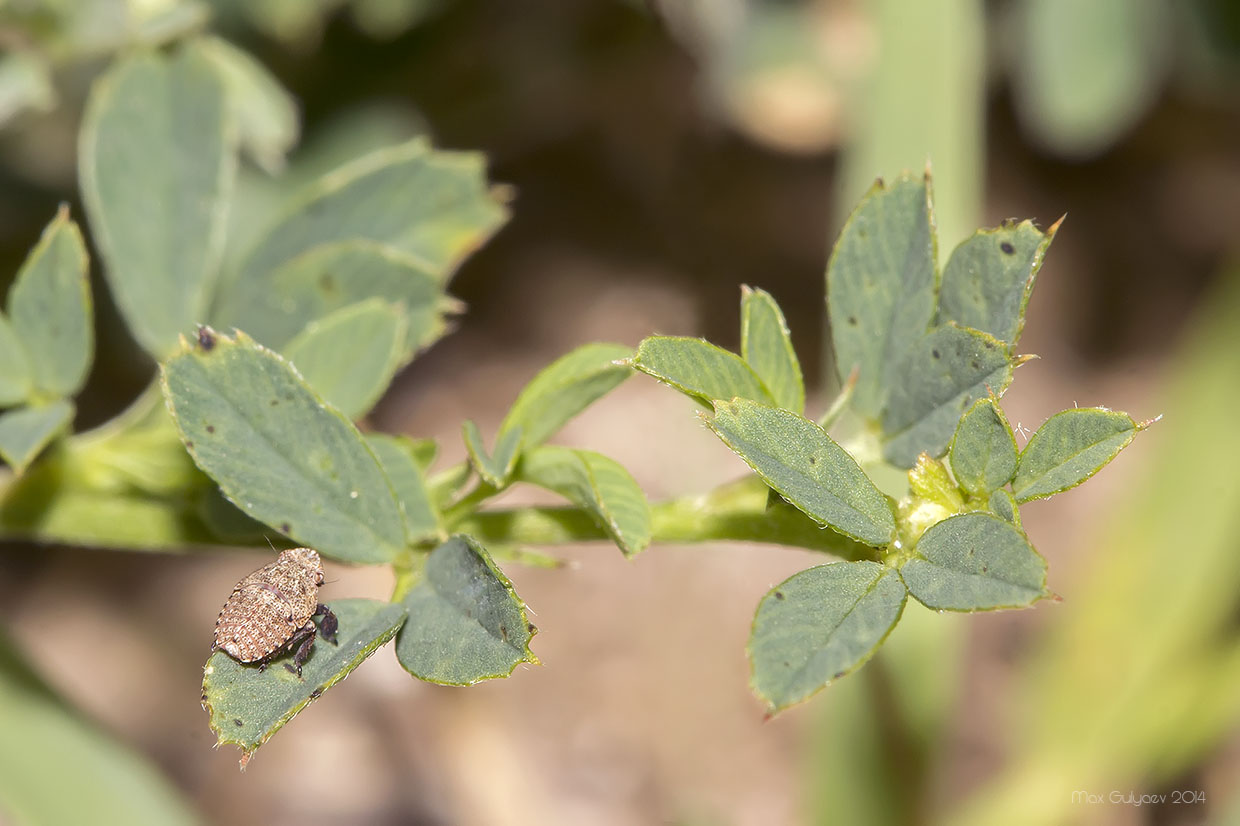 Image of Medicago falcata specimen.