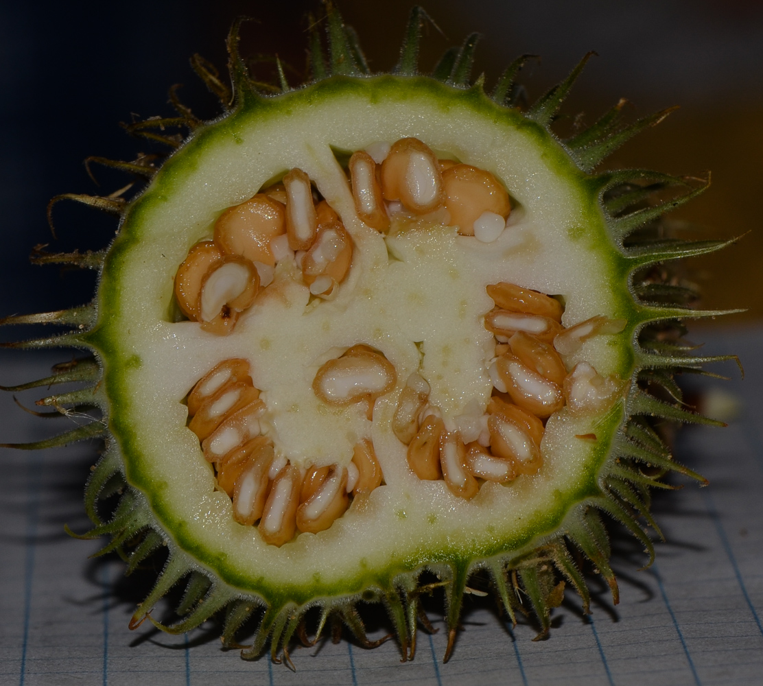 Image of Datura innoxia specimen.