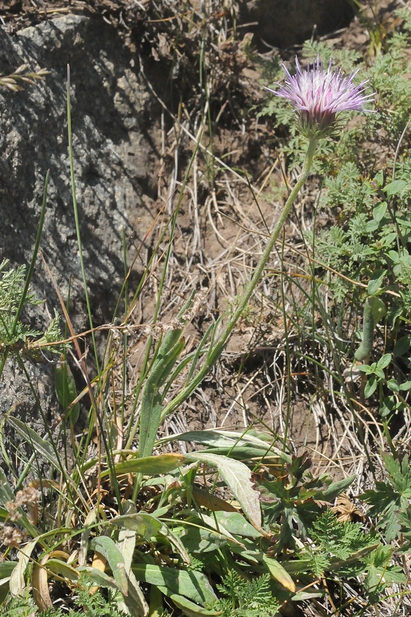 Image of Jurinea lanipes specimen.