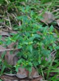 Synedrella nodiflora