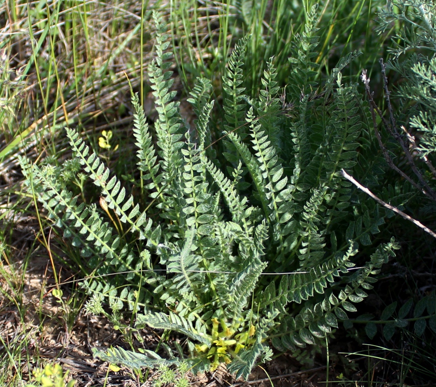 Изображение особи Astragalus angustidens.