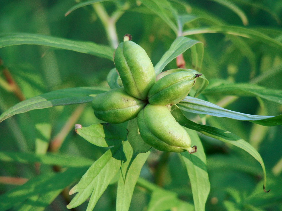 Image of Paeonia anomala specimen.