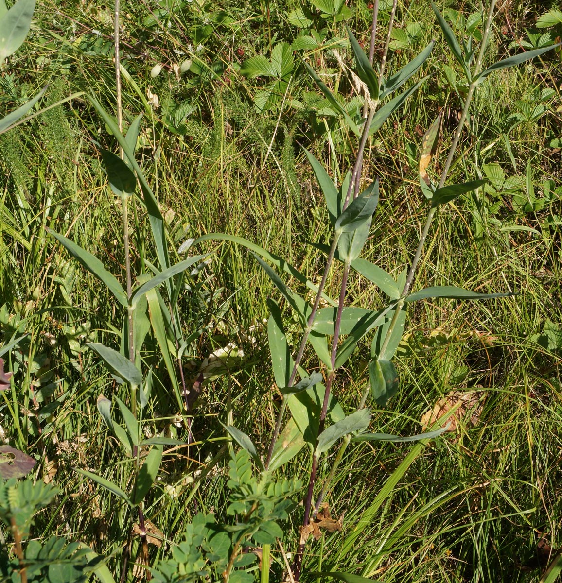 Image of Oberna behen specimen.